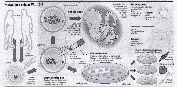 embriones-celulas